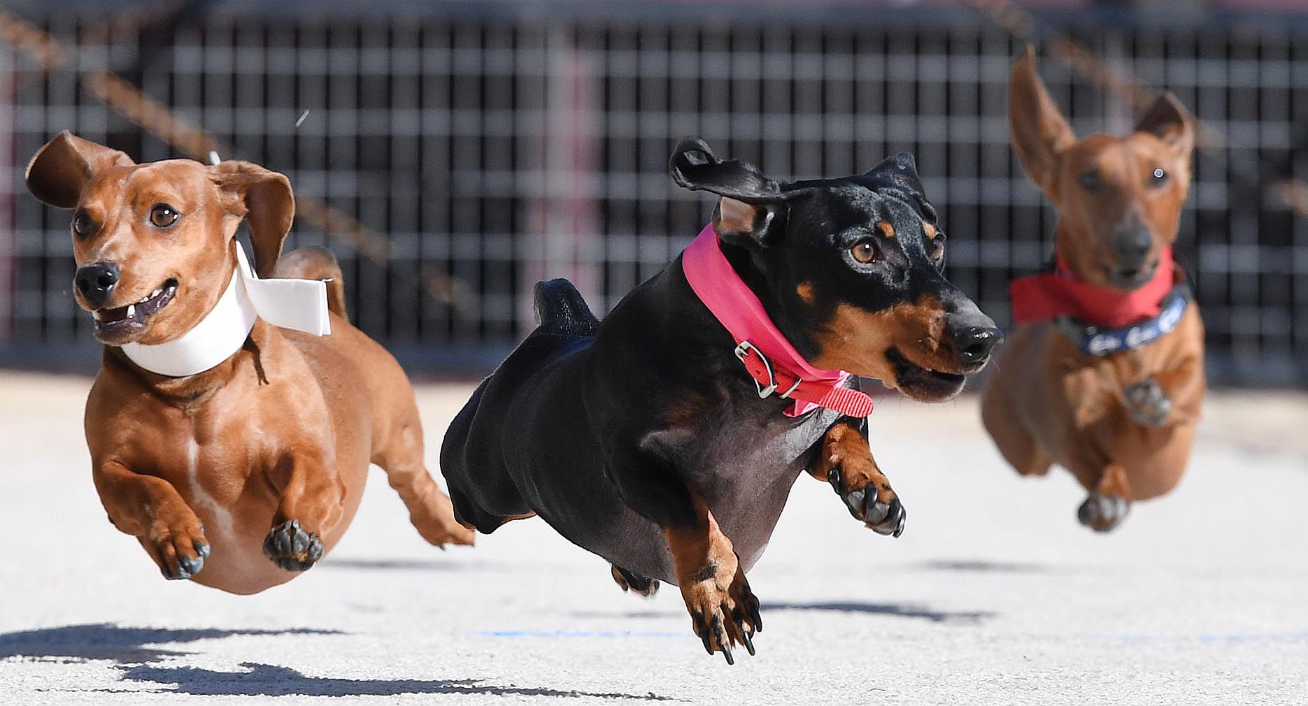 Weiner Fest 44 .jpg